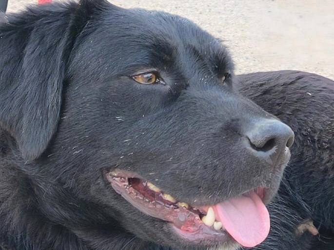 Vuoi adottare un cane a Bari?