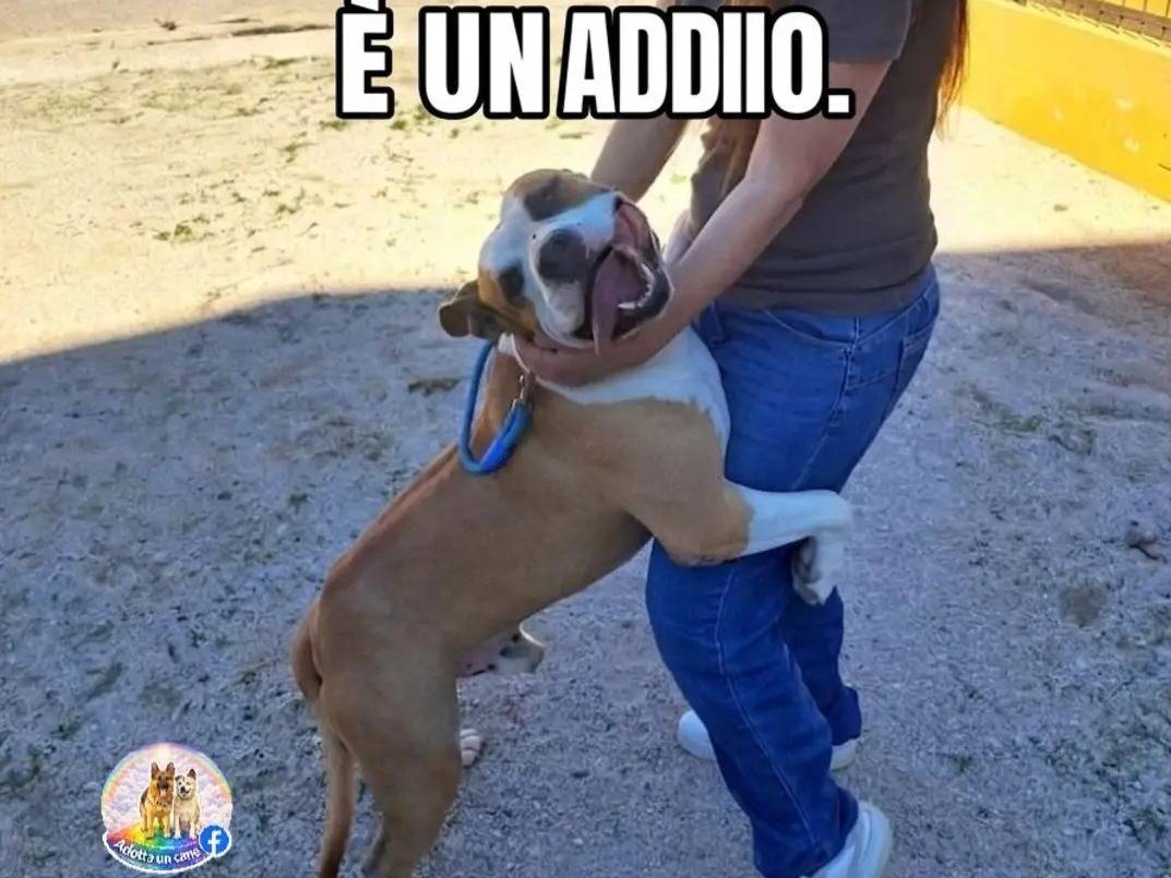 Adozione cane, maschio, American Staffordshire Terrier Razza sconosciuta, 5 anni e 1 mese, taglia grande, Caserta