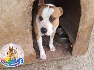 Adotta un cane, maschio, 5 anni e 1 mese, Caserta