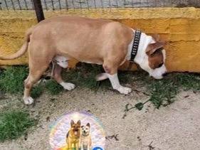 Adotta un cane, taglia grande, maschio, Caserta