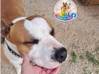 Vuoi adottare un cane a Caserta?