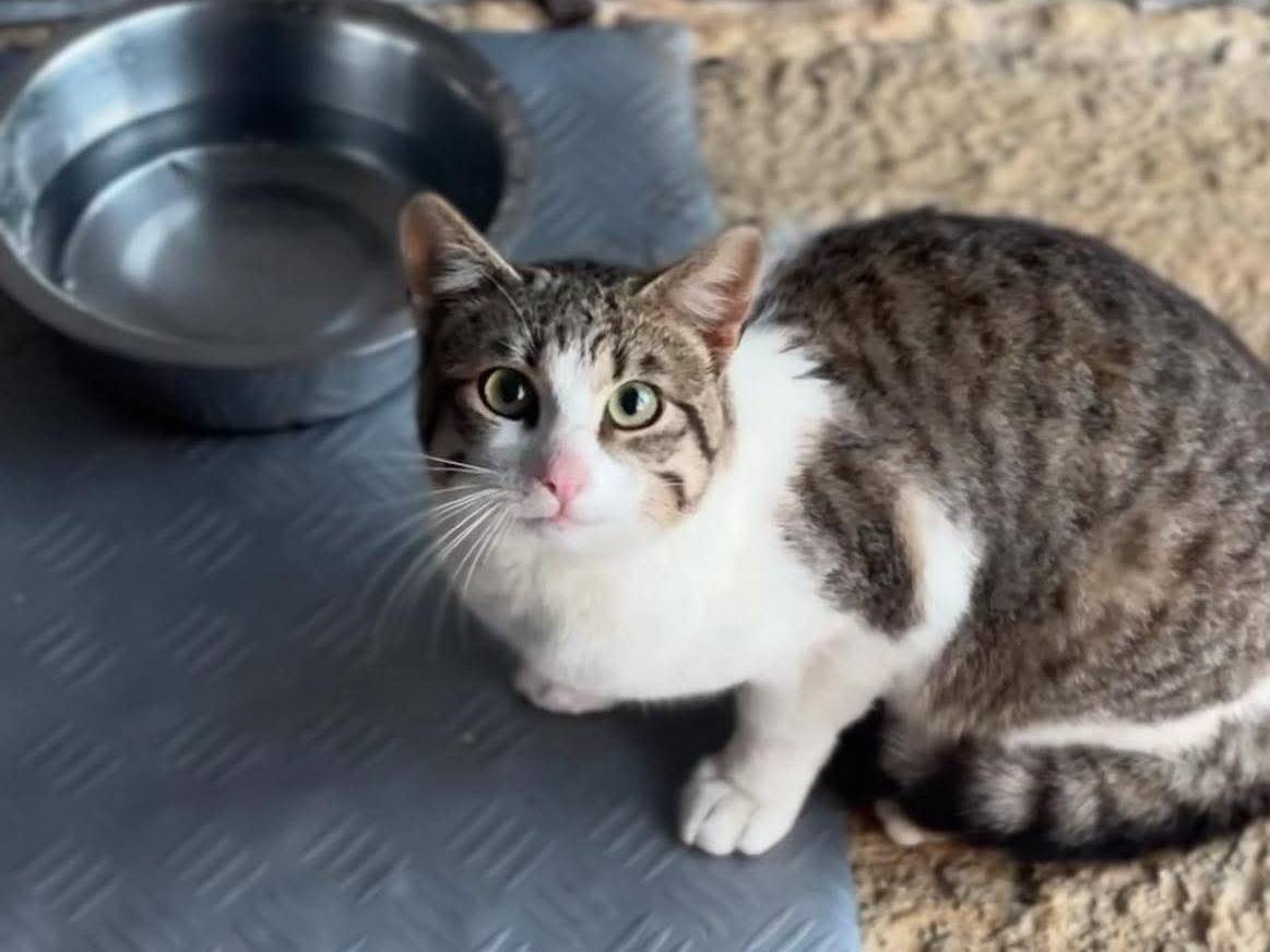 Adozione gatto, maschio, Razza sconosciuta Razza sconosciuta, 1 anno, taglia non valida, Bari