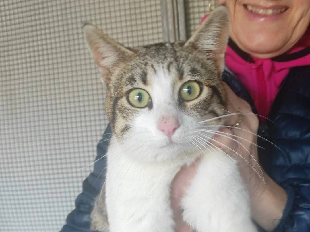 Adotta un gatto, maschio, 1 anno, Bari