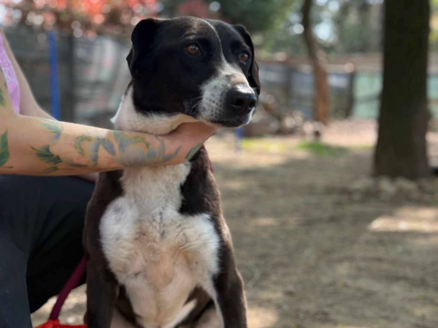 Adotta il cane Minnie  a Milano