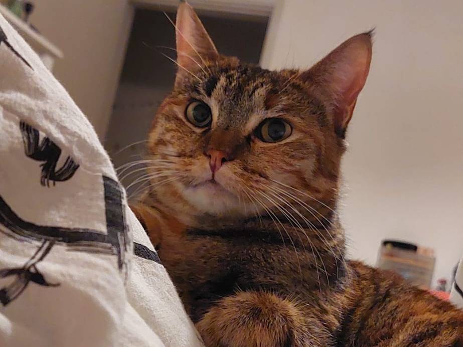 Adozione gatto, femmina, Razza sconosciuta Razza sconosciuta, 1 anno e 3 mesi, taglia non valida, Forl