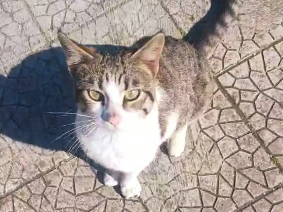 Adotta un gatto, taglia non valida, maschio, Bari