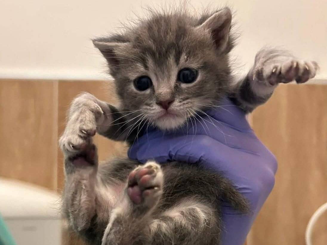 Adozione gatto, femmina, Razza sconosciuta Razza sconosciuta, 1 mesi, taglia non valida, Chieti