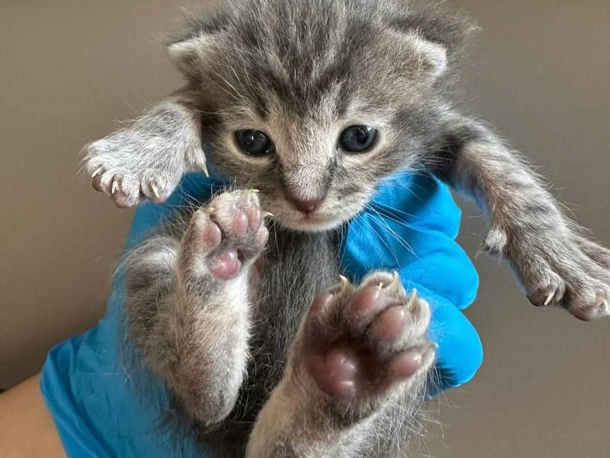 Adotta un gatto, femmina, 1 mesi, Chieti