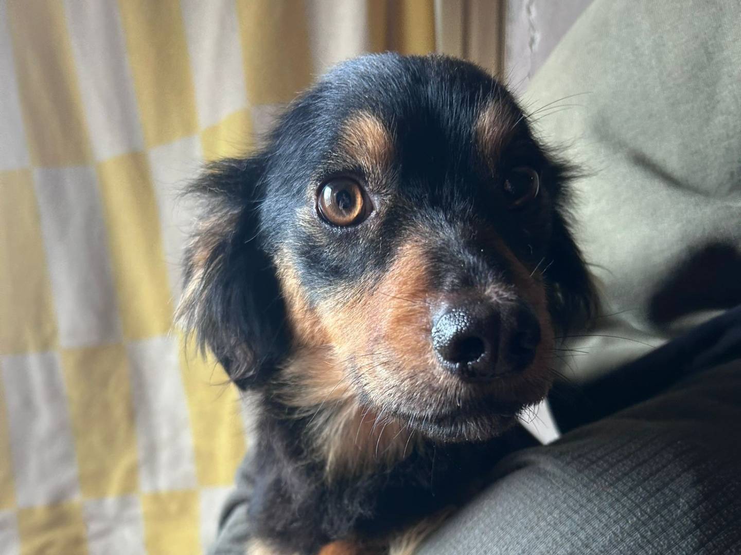 Vuoi adottare un cane a Caserta?