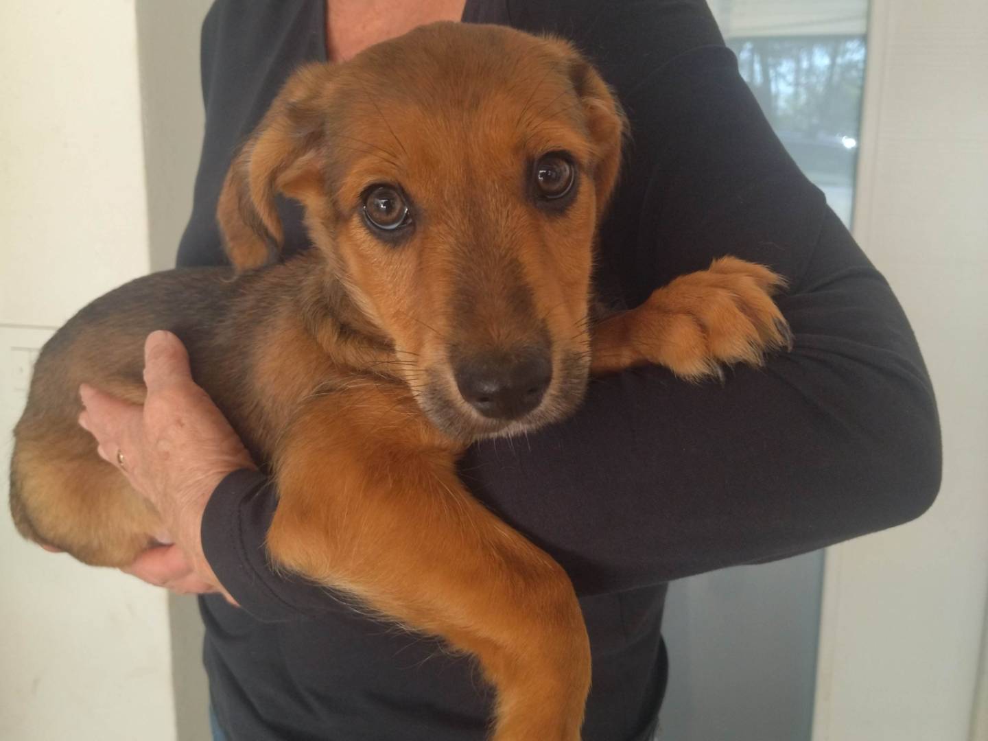 Adozione cane, maschio, Razza sconosciuta Bassotto, 3 mesi, taglia piccola, Varese