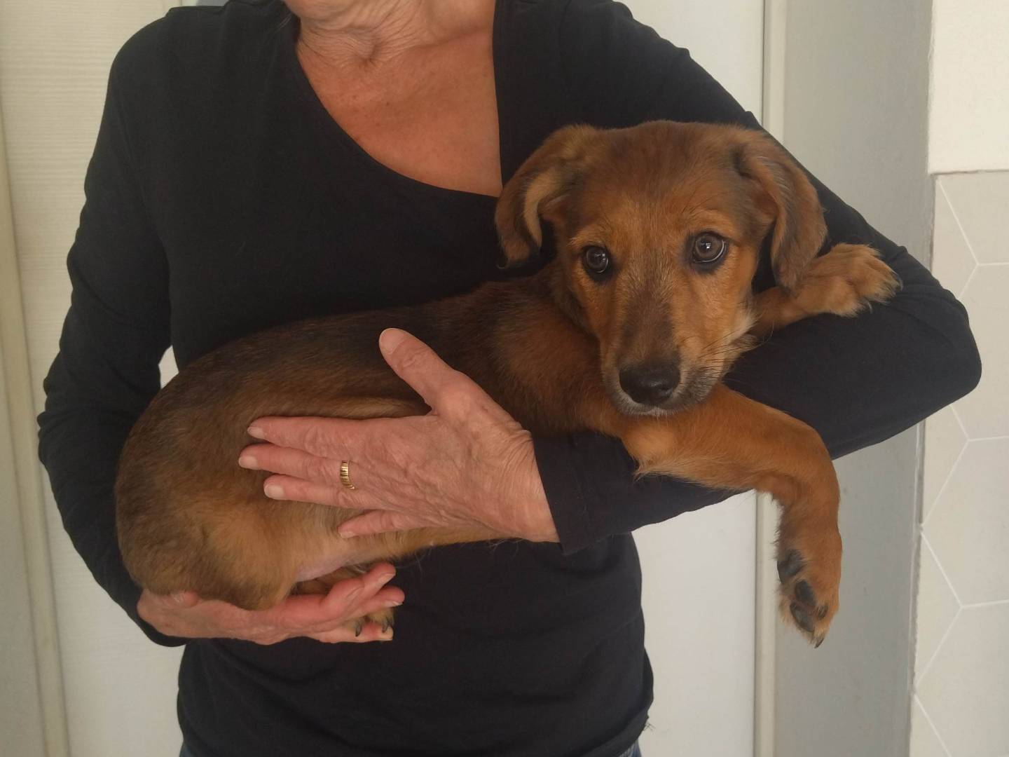 Adotta un cane, maschio, 3 mesi, Varese