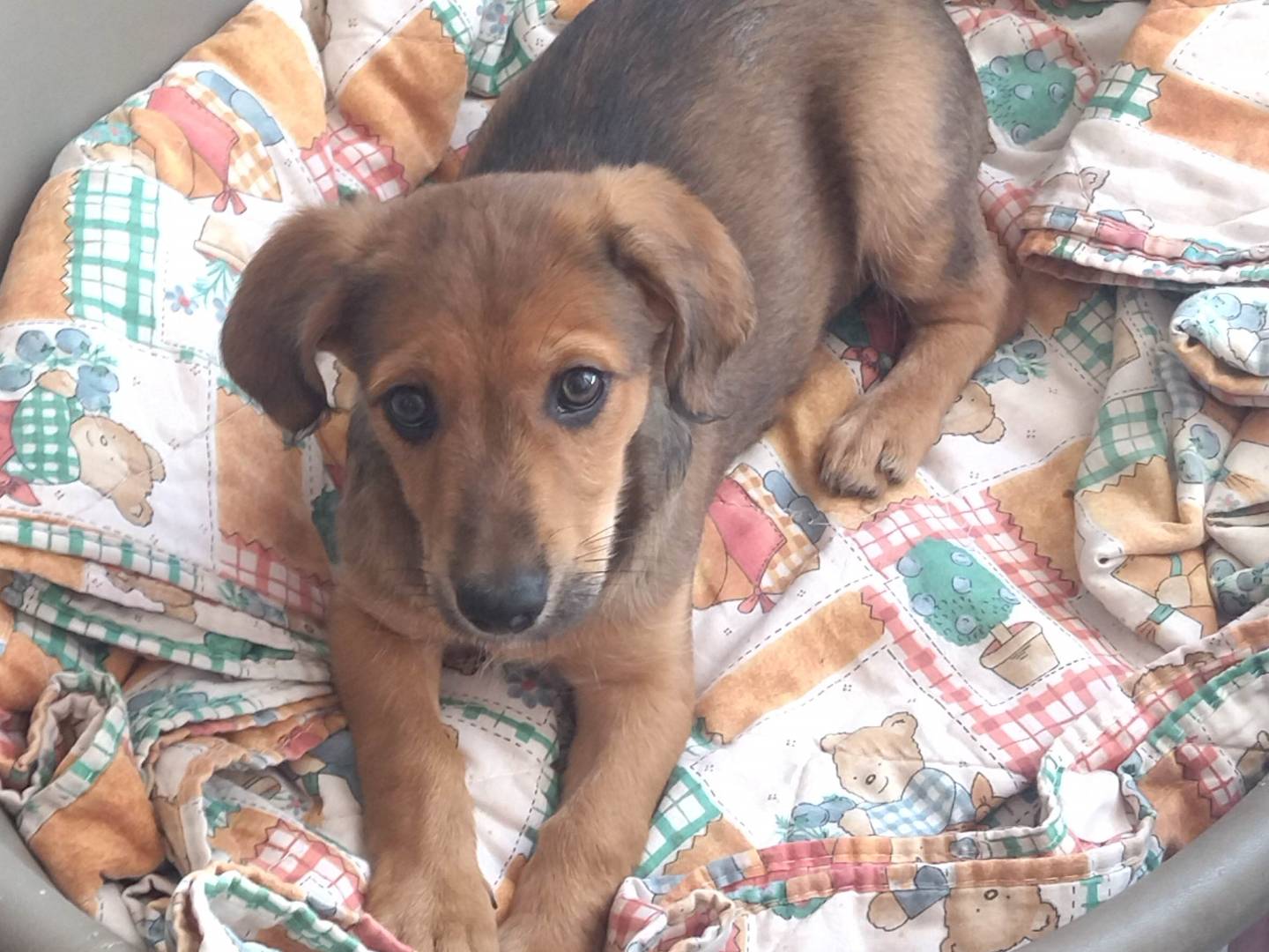 Adotta un cane, taglia piccola, maschio, Varese