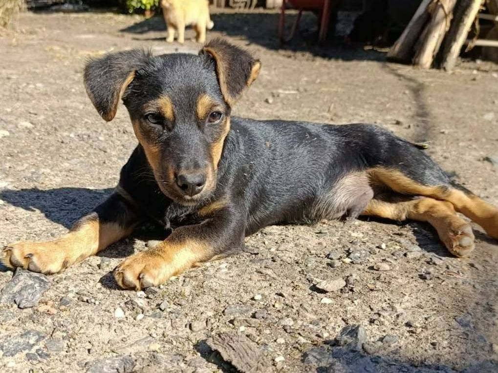 Adotta il cane LEO a Firenze