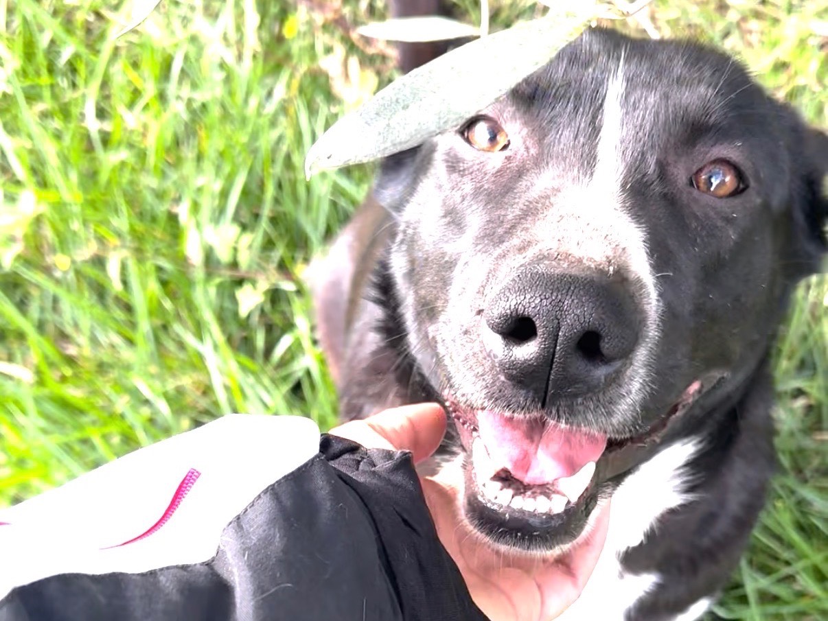 Adotta un cane, femmina, 2 anni e 4 mesi, Taranto