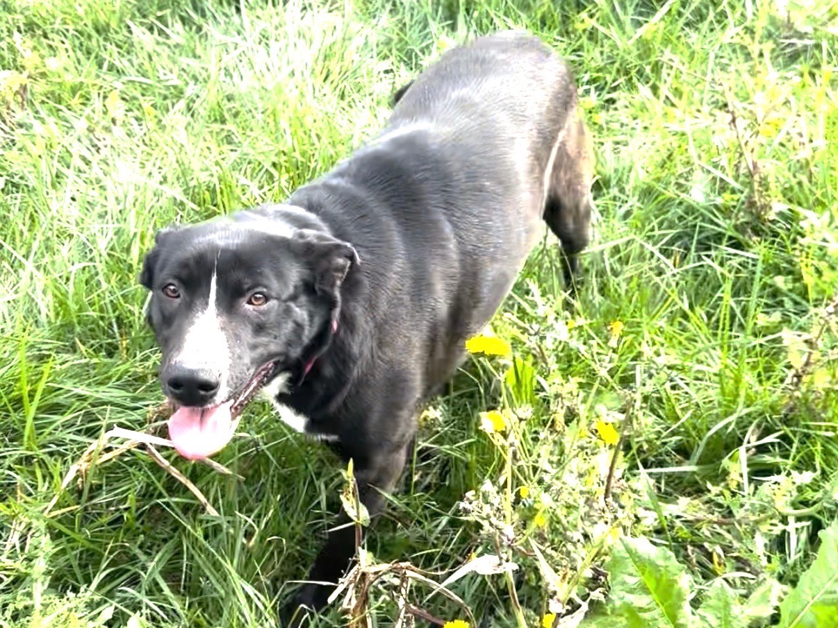 Adotta un cane, taglia grande, femmina, Taranto