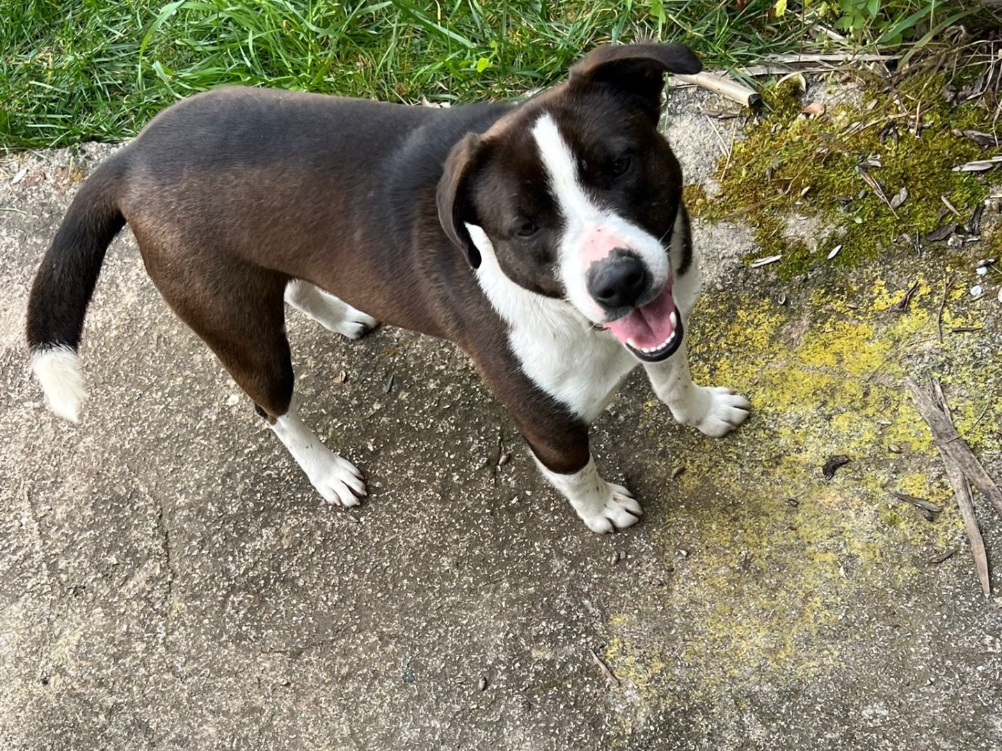 Adozione cane, femmina, Amstaff Razza sconosciuta, 2 anni e 1 mese, taglia media contenuta, Taranto