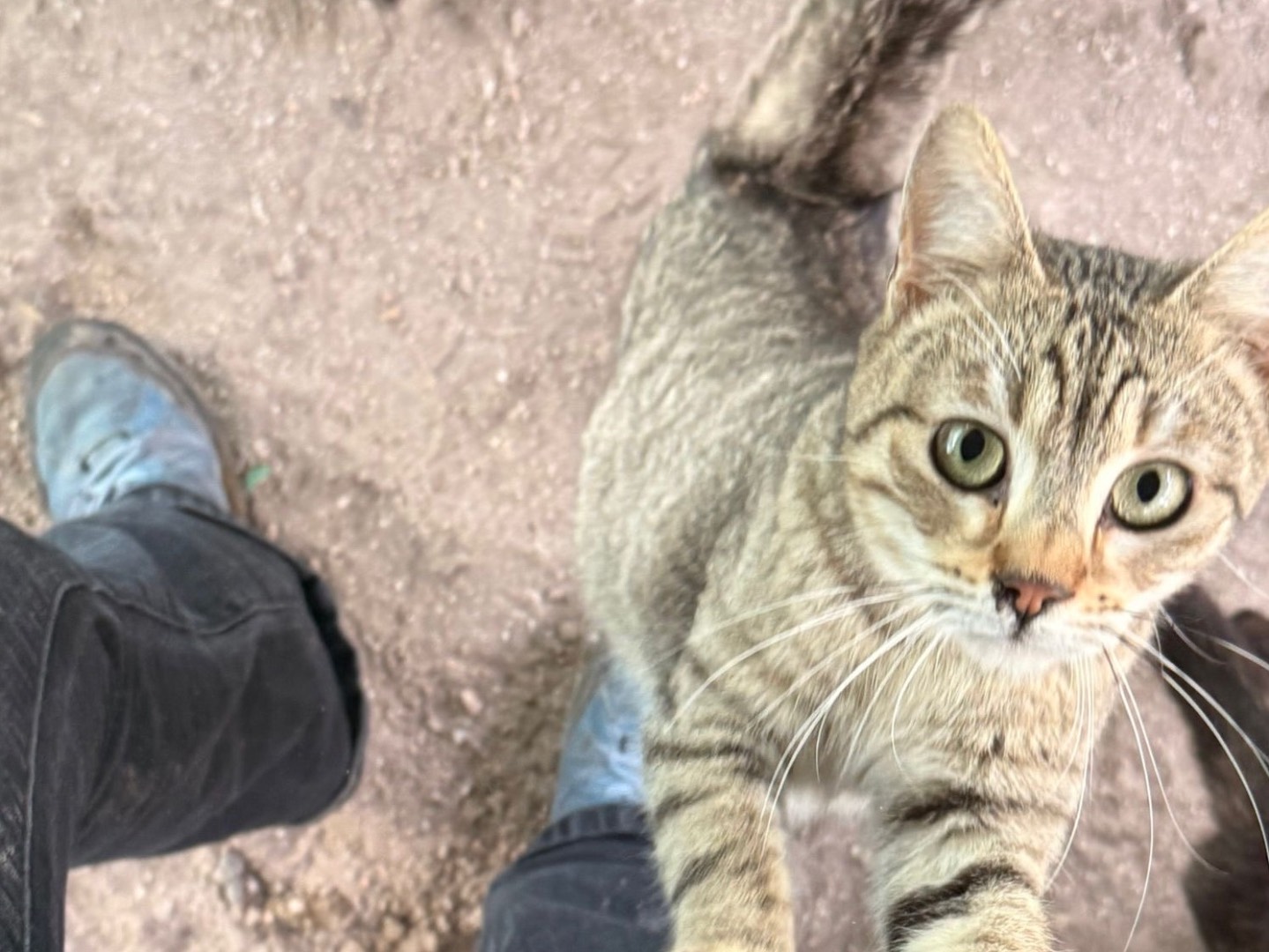 Adozione gatto, maschio, Razza sconosciuta Razza sconosciuta, 1 anno e 2 mesi, taglia non valida, Taranto