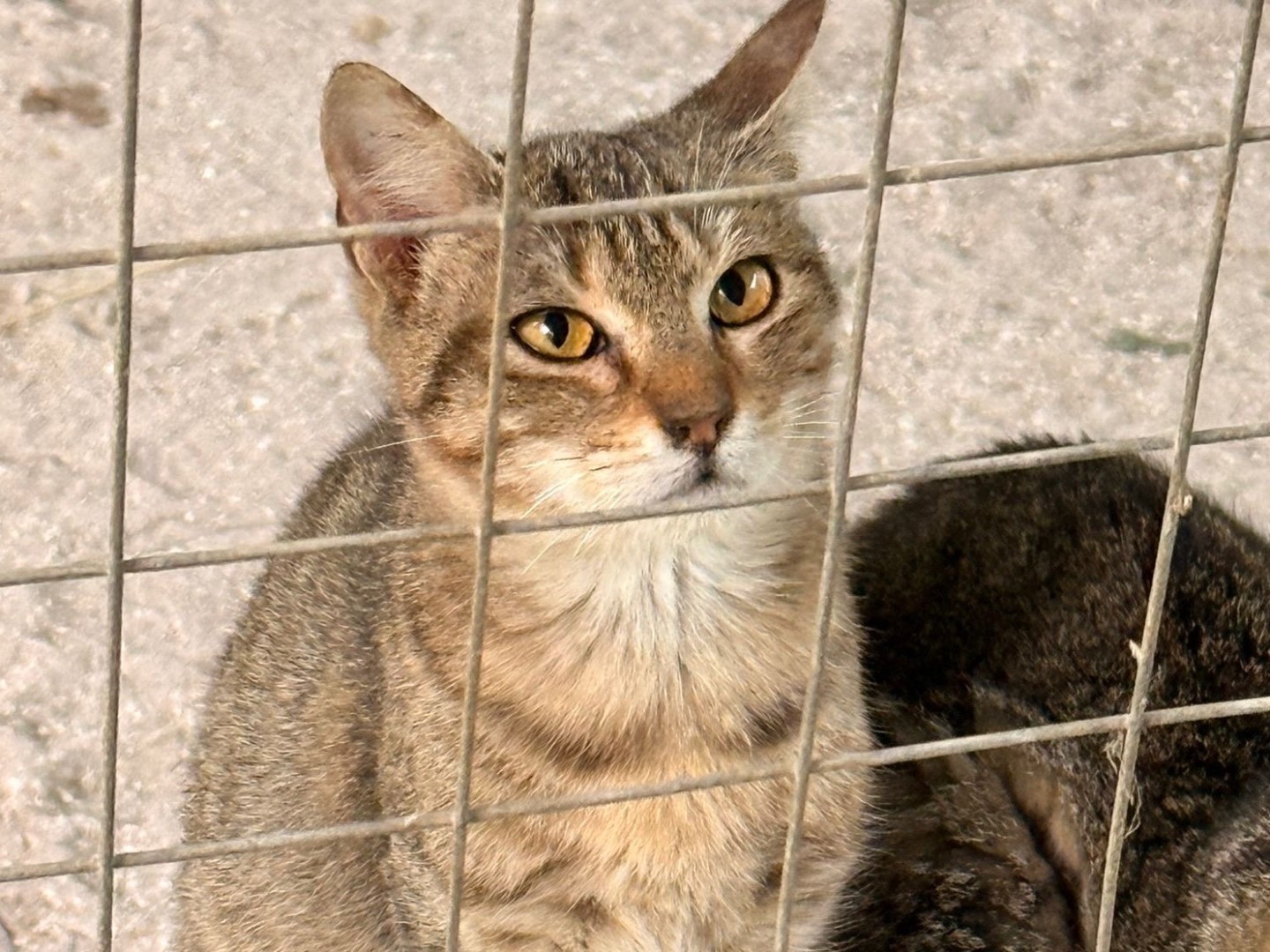 Adozione gatto, femmina, Razza sconosciuta Razza sconosciuta, 1 anno e 2 mesi, taglia non valida, Taranto