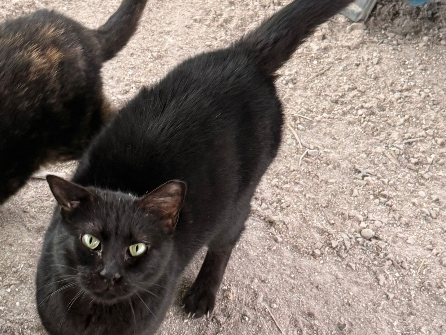 Adozione gatto, femmina, Razza sconosciuta Razza sconosciuta, 2 anni e 9 mesi, taglia non valida, Taranto