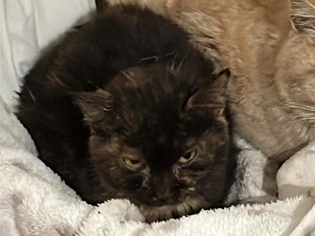 Adozione gatto, femmina, Razza sconosciuta Razza sconosciuta, 1 anno e 1 mese, taglia non valida, Taranto