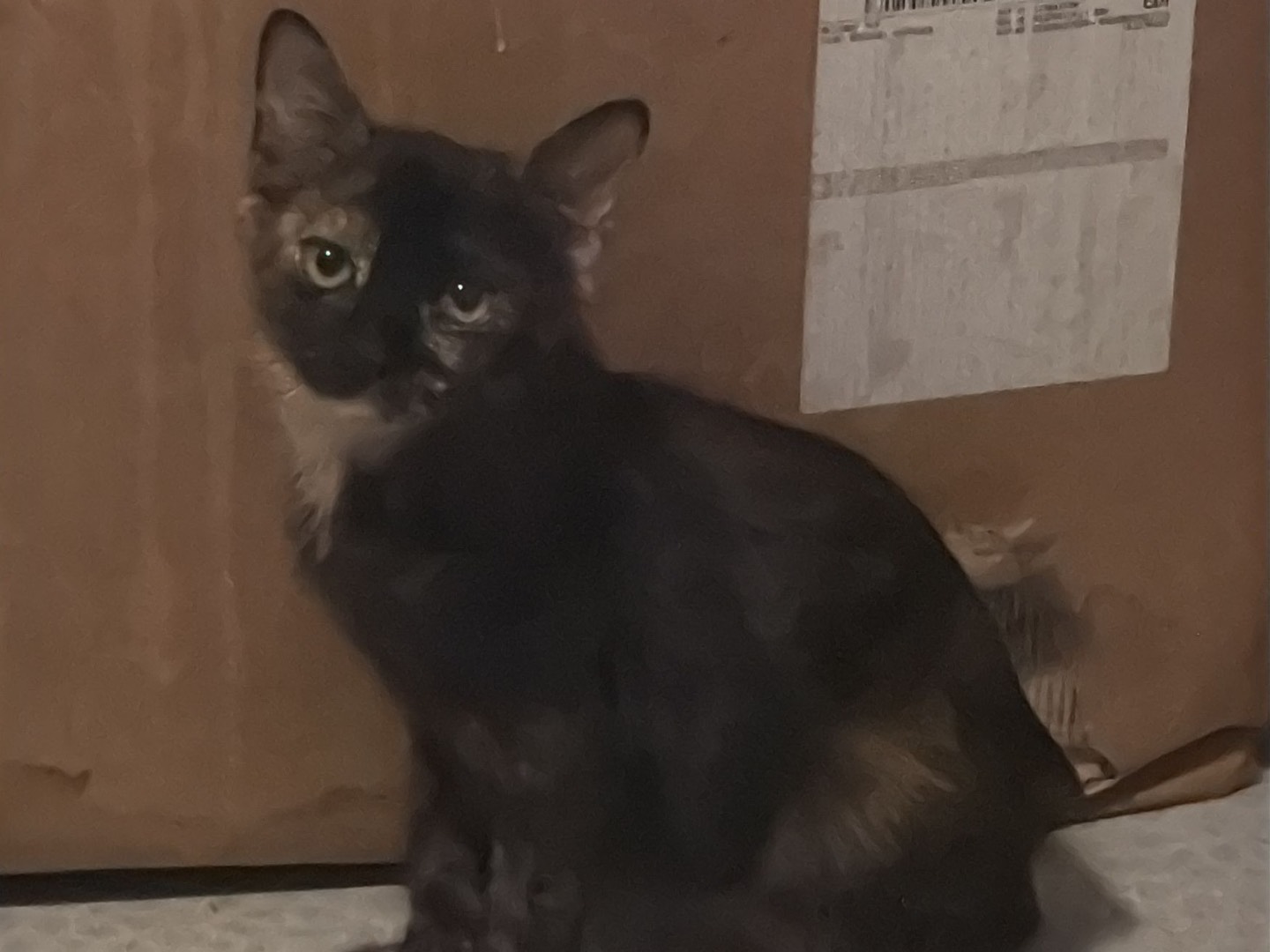 Adotta un gatto, femmina, 1 anno e 1 mese, Taranto