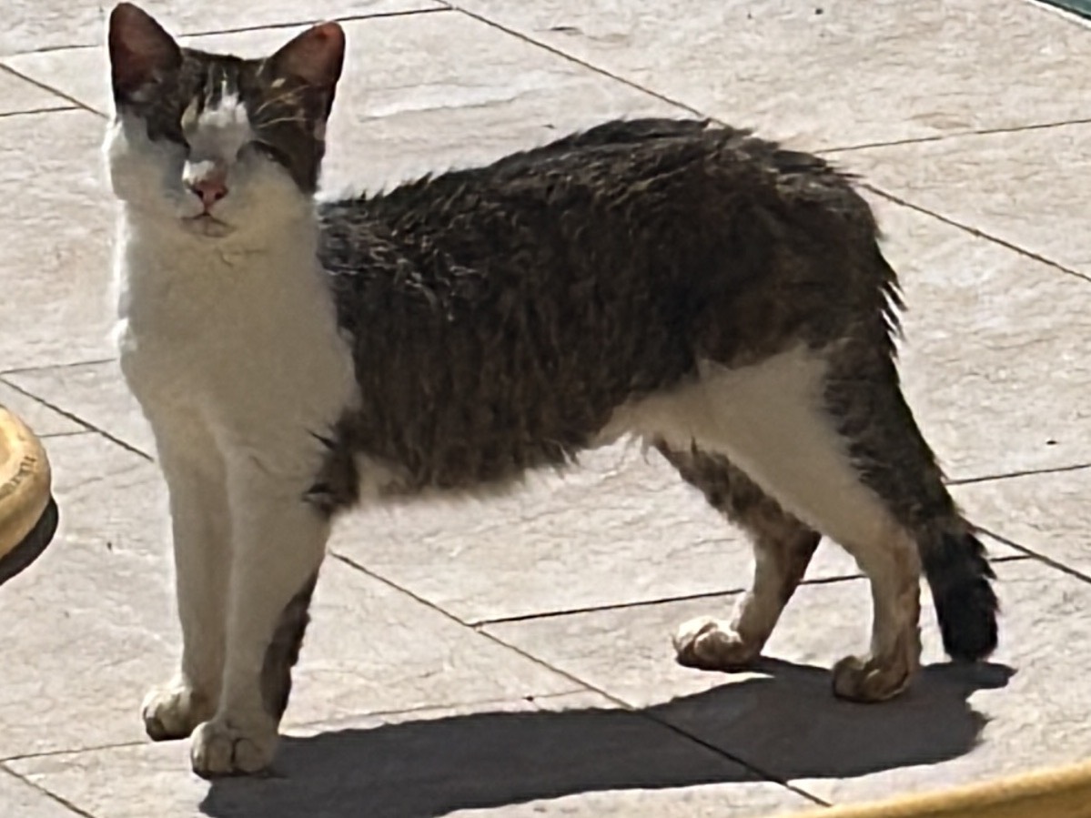 Adozione gatto, femmina, Razza sconosciuta Razza sconosciuta, 2 anni e 2 mesi, taglia non valida, Taranto