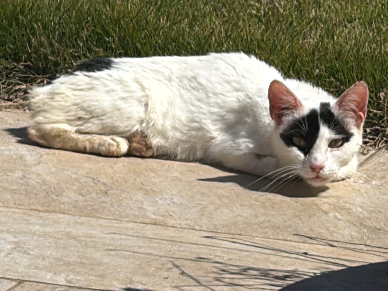 Adozione gatto, femmina, Razza sconosciuta Razza sconosciuta, 1 anno, taglia non valida, Taranto