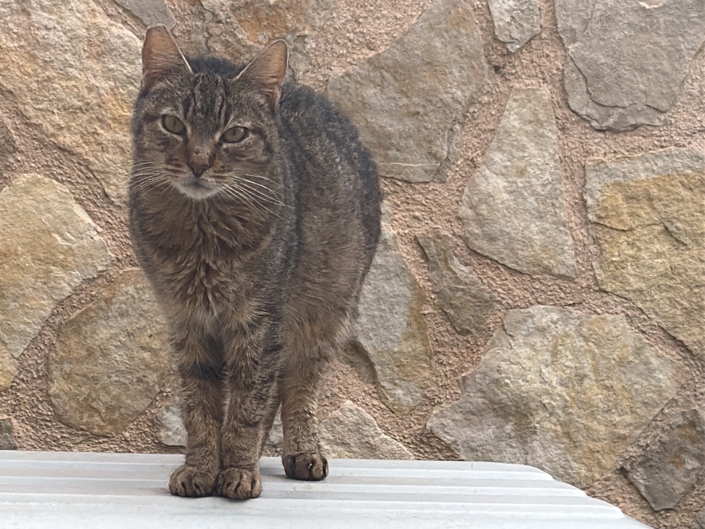Adozione gatto, maschio, Razza sconosciuta Razza sconosciuta, 4 anni, taglia non valida, Taranto