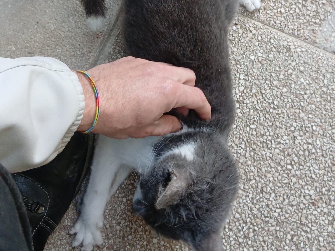 Adotta un gatto, maschio, 1 anno e 2 mesi, Taranto