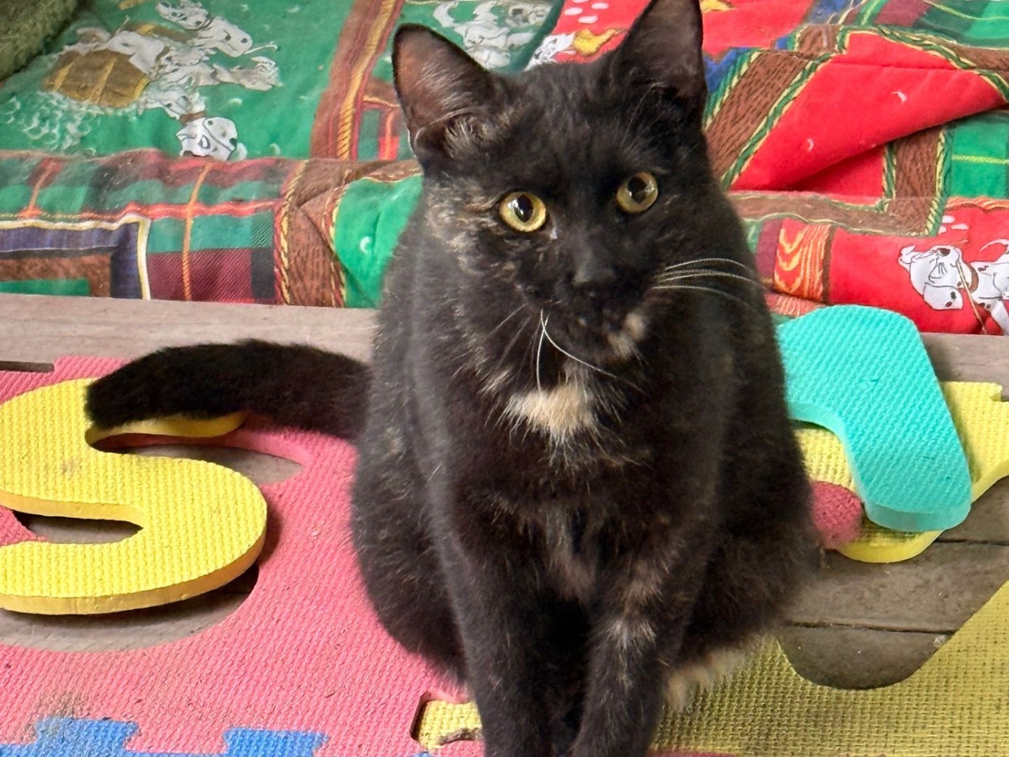 Adozione gatto, femmina, Razza sconosciuta Razza sconosciuta, 2 anni, taglia non valida, Taranto