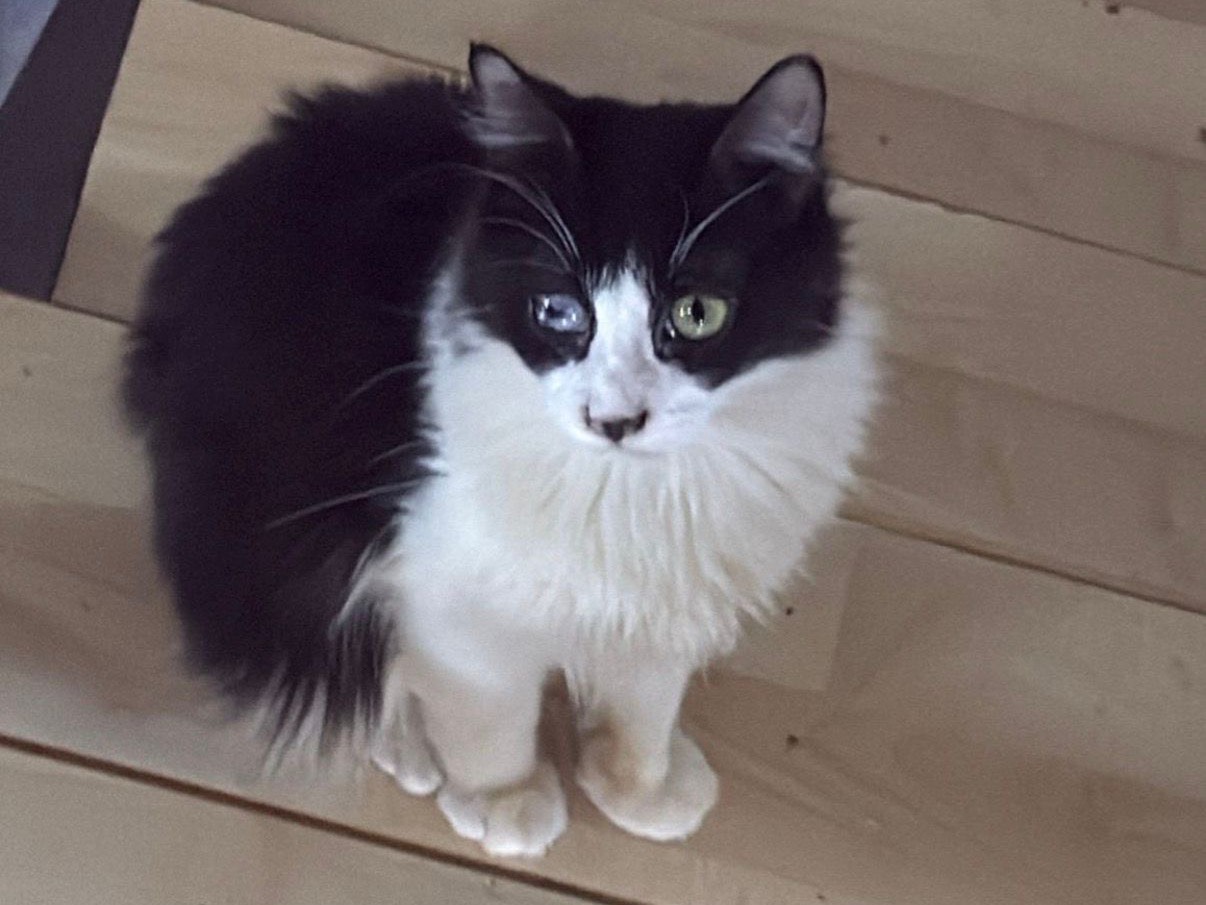 Adozione gatto, maschio, Razza sconosciuta Razza sconosciuta, 1 anno e 1 mese, taglia non valida, Taranto