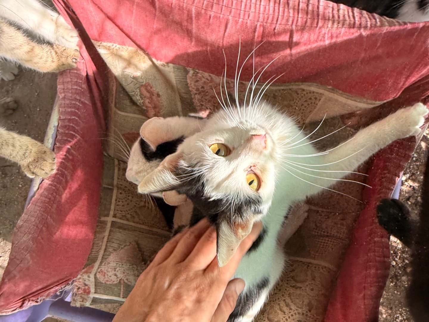 Adozione gatto, femmina, Razza sconosciuta Razza sconosciuta, 1 anno e 1 mese, taglia non valida, Taranto