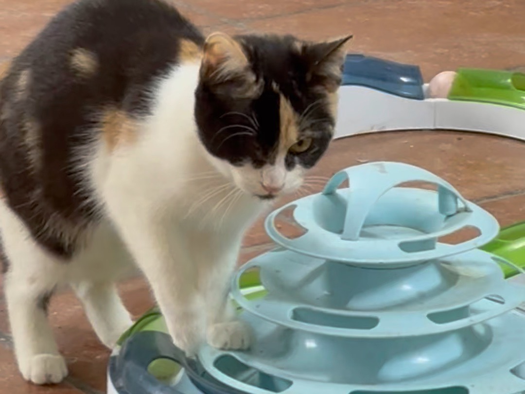 Adozione gatto, femmina, Razza sconosciuta Razza sconosciuta, 2 anni e 3 mesi, taglia non valida, Taranto