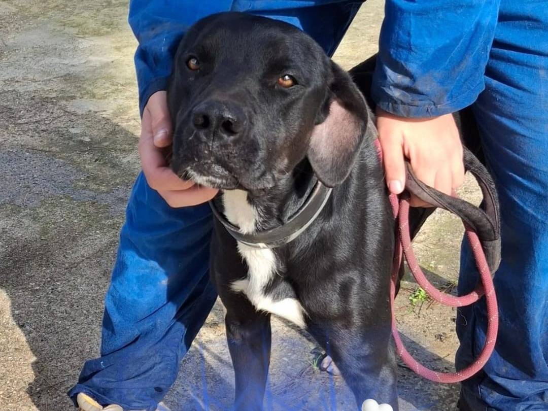 Adozione cane, maschio, Razza sconosciuta Razza sconosciuta, 1 anno e 7 mesi, taglia media, Crotone