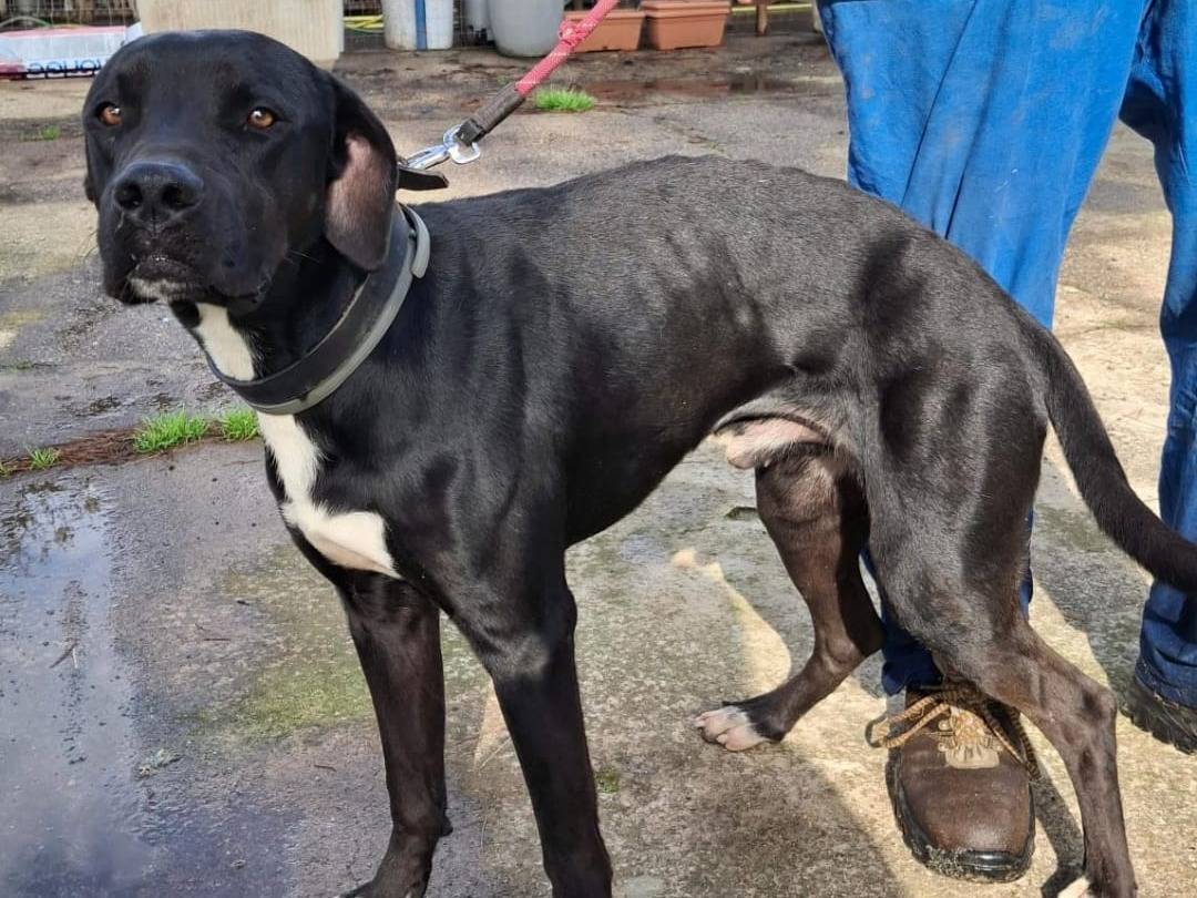 Adotta un cane, taglia media, maschio, Crotone