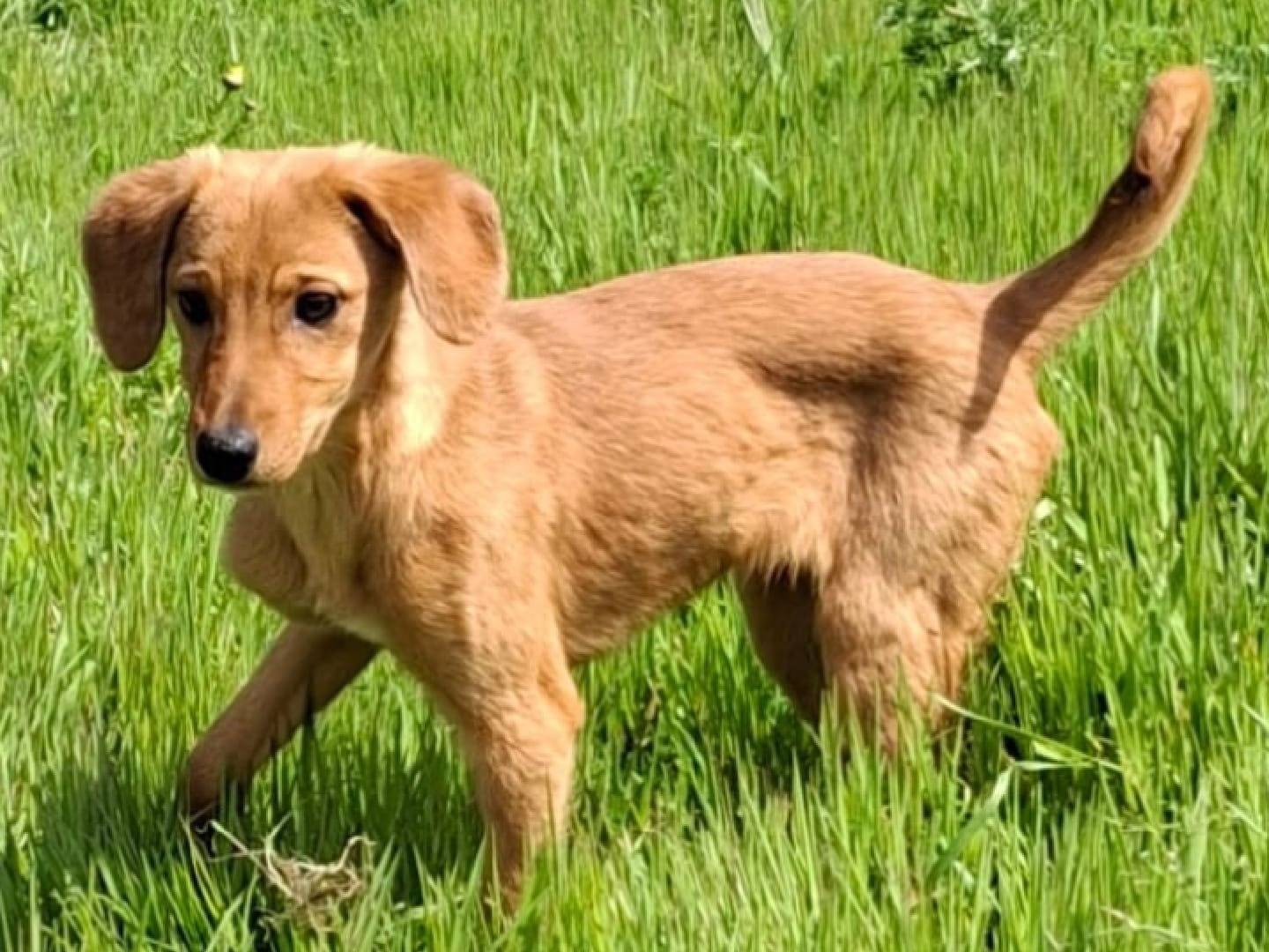 Adozione cane, femmina, Razza sconosciuta Razza sconosciuta, 4 mesi, taglia media contenuta, Crotone