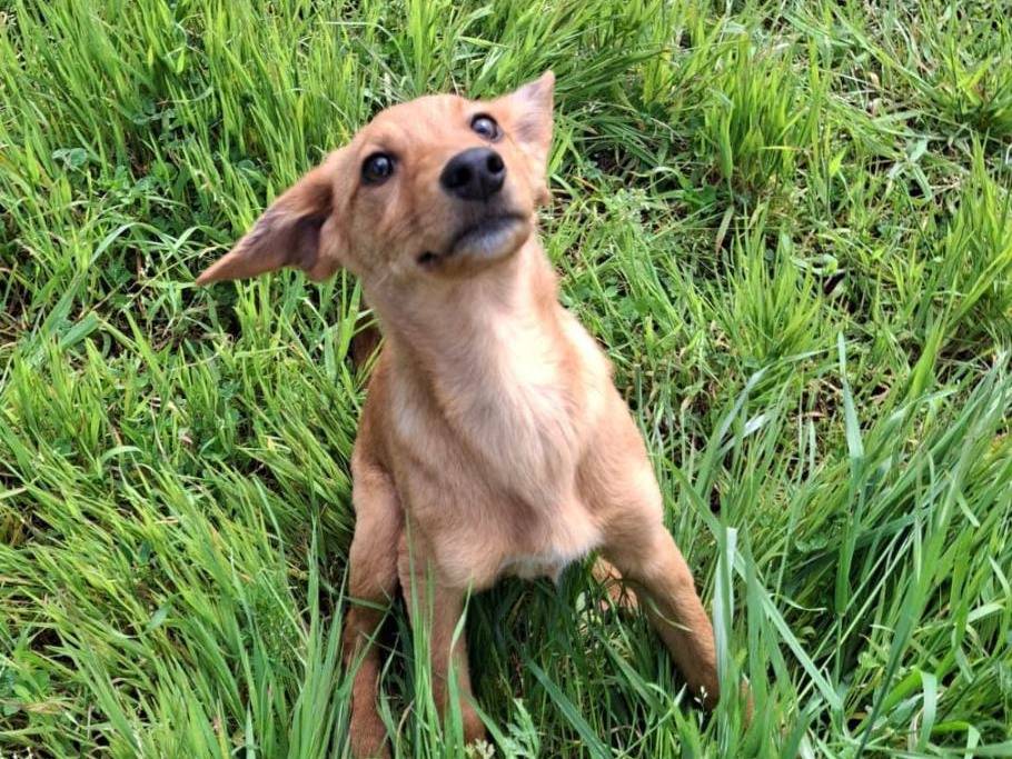 Adotta un cane, femmina, 4 mesi, Crotone