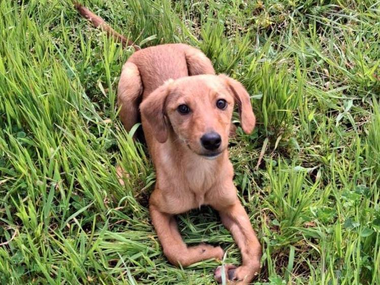 Adotta un cane, taglia media contenuta, femmina, Crotone