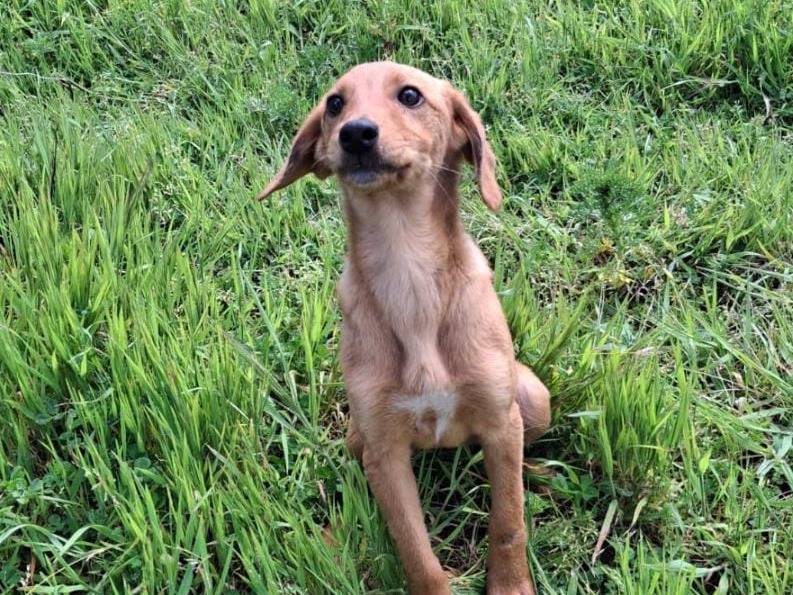 Vuoi adottare un cane a Crotone?