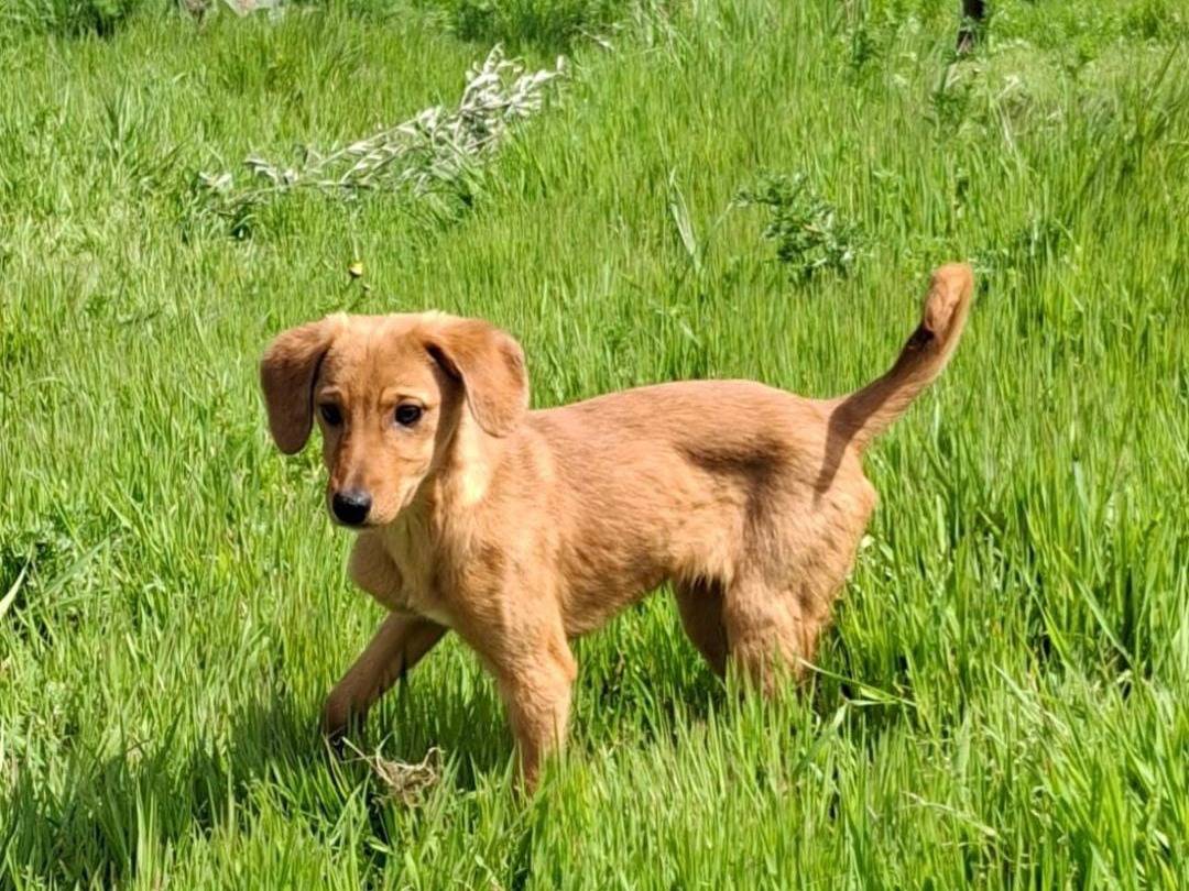 Adotta il cane Nocciola a Crotone