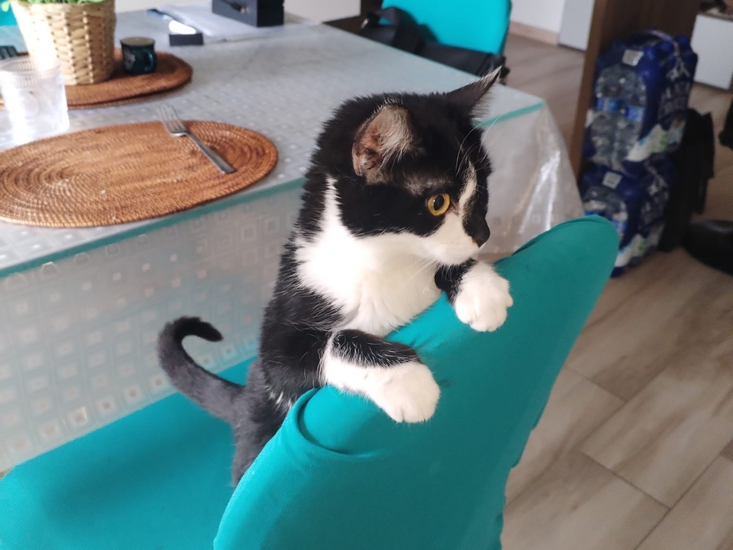 Adotta un gatto, femmina, 5 mesi, Taranto