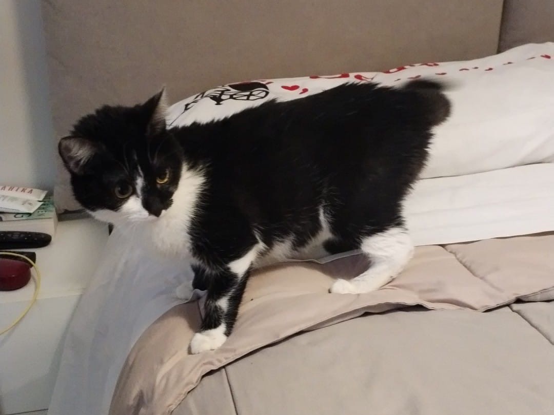 Vuoi adottare un gatto a Taranto?