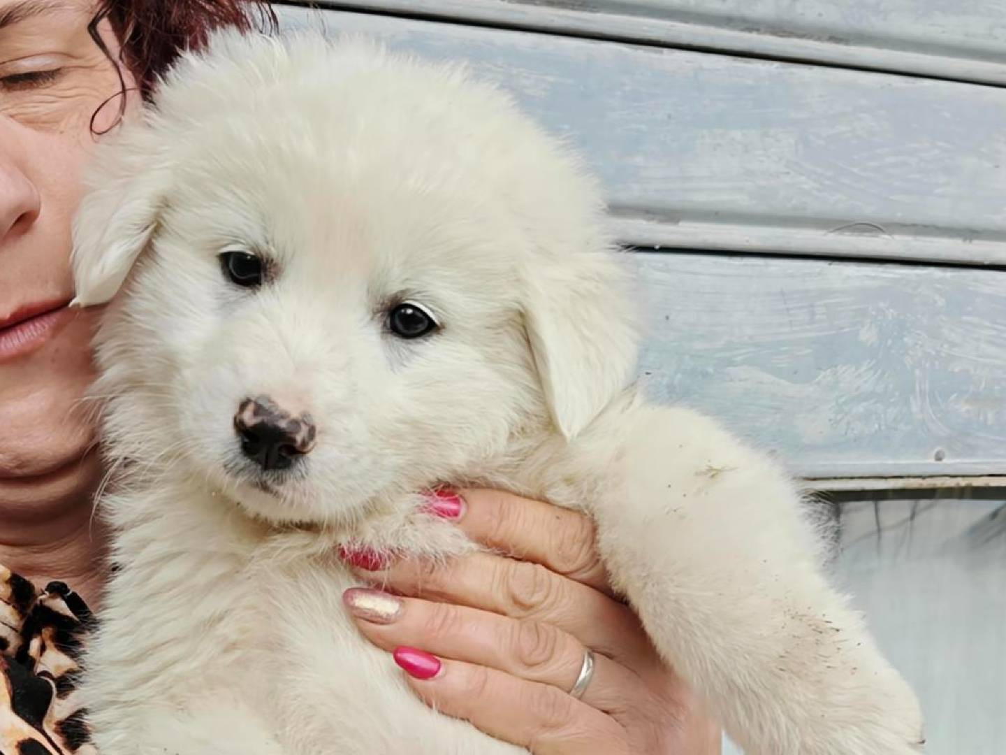 Adozione cane, maschio, Razza sconosciuta Razza sconosciuta, 3 mesi, taglia grande, Trapani