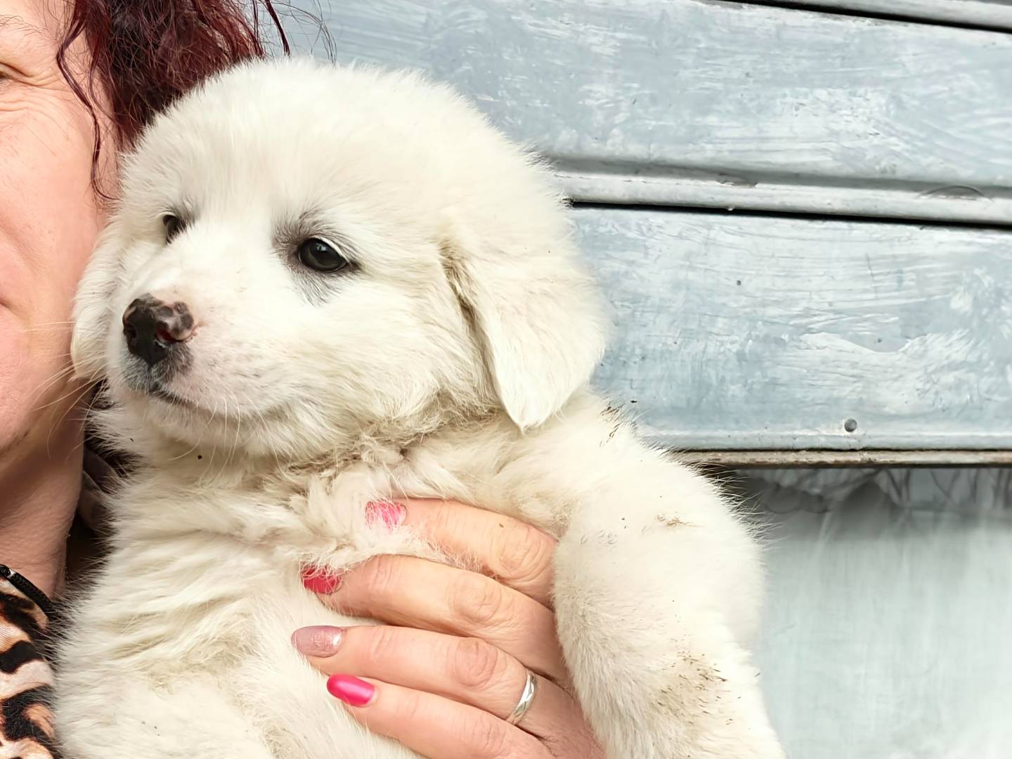 Adotta un cane, maschio, 3 mesi, Trapani