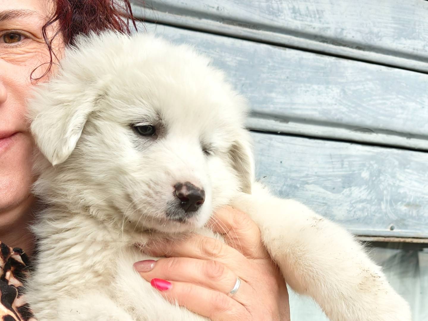 Adotta un cane, taglia grande, maschio, Trapani