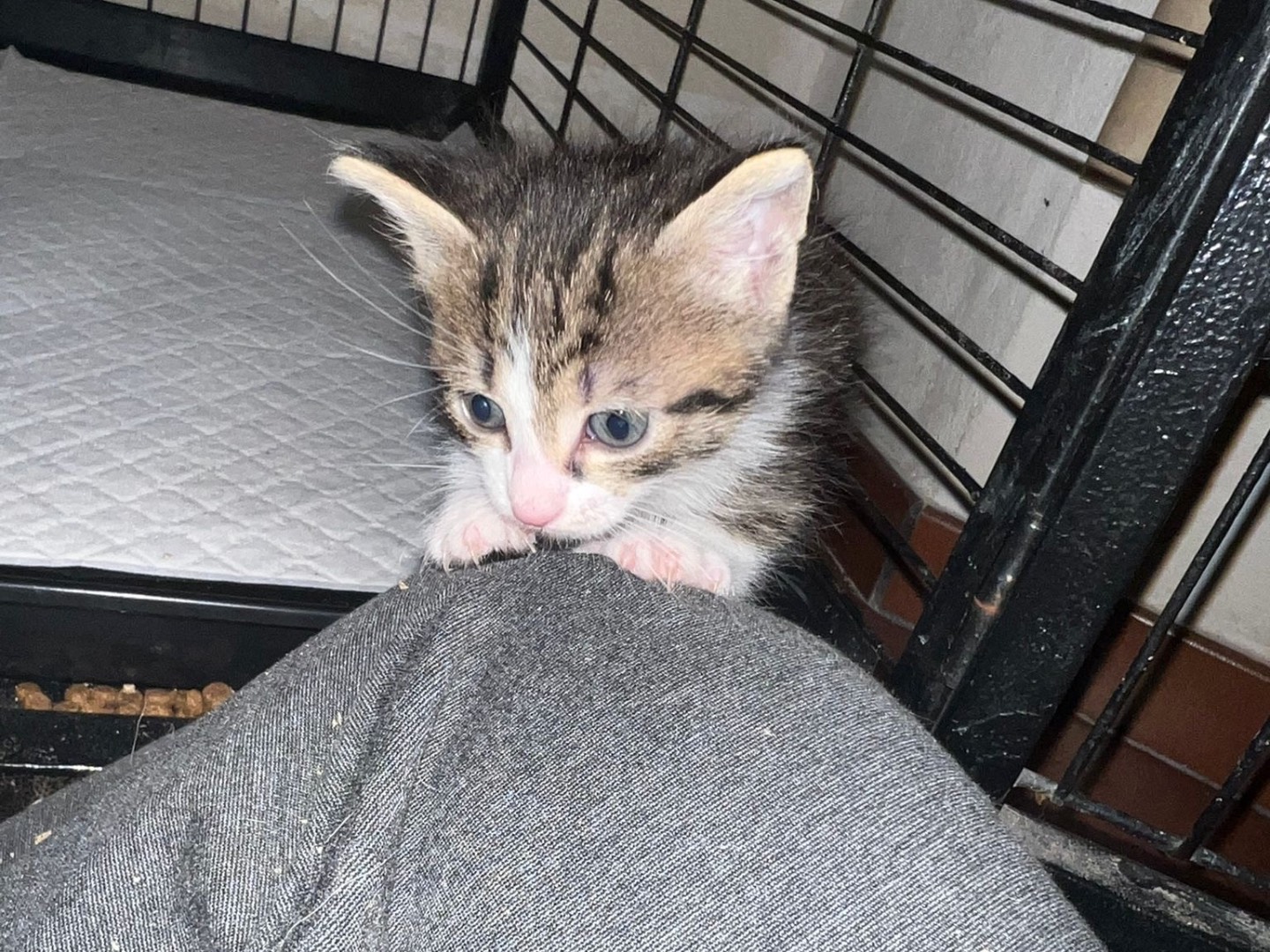 Adozione gatto, femmina, Razza sconosciuta Razza sconosciuta, 2 mesi, taglia non valida, Taranto