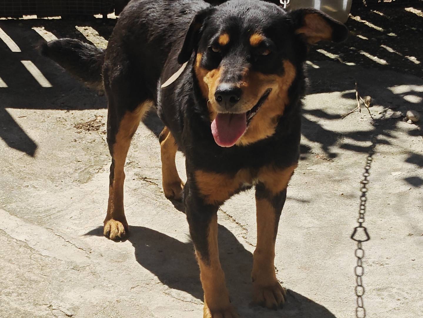 Adozione cane, femmina, Razza sconosciuta Razza sconosciuta, 1 anno e 2 mesi, taglia media, Trapani