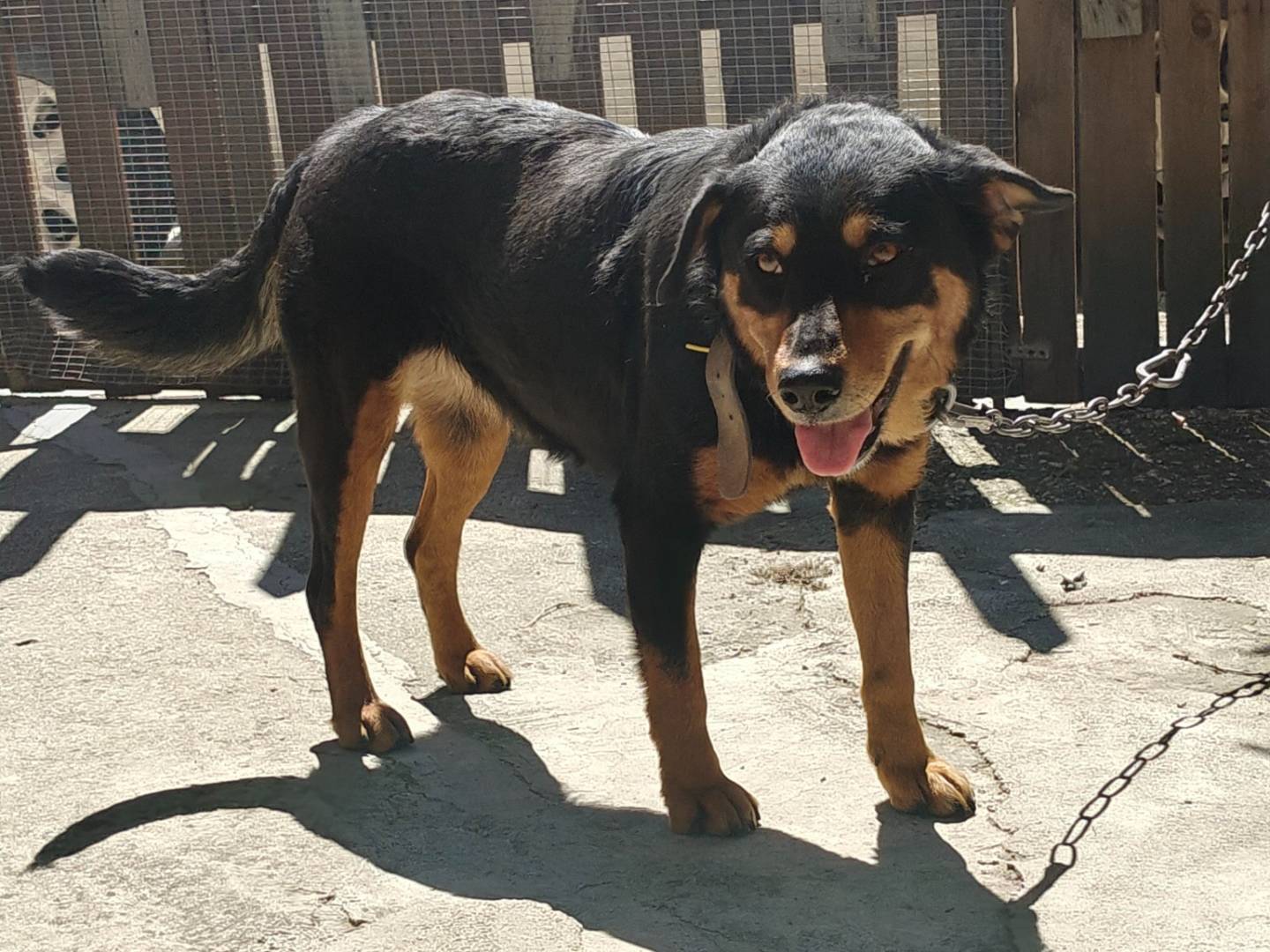 Adotta un cane, femmina, 1 anno e 2 mesi, Trapani