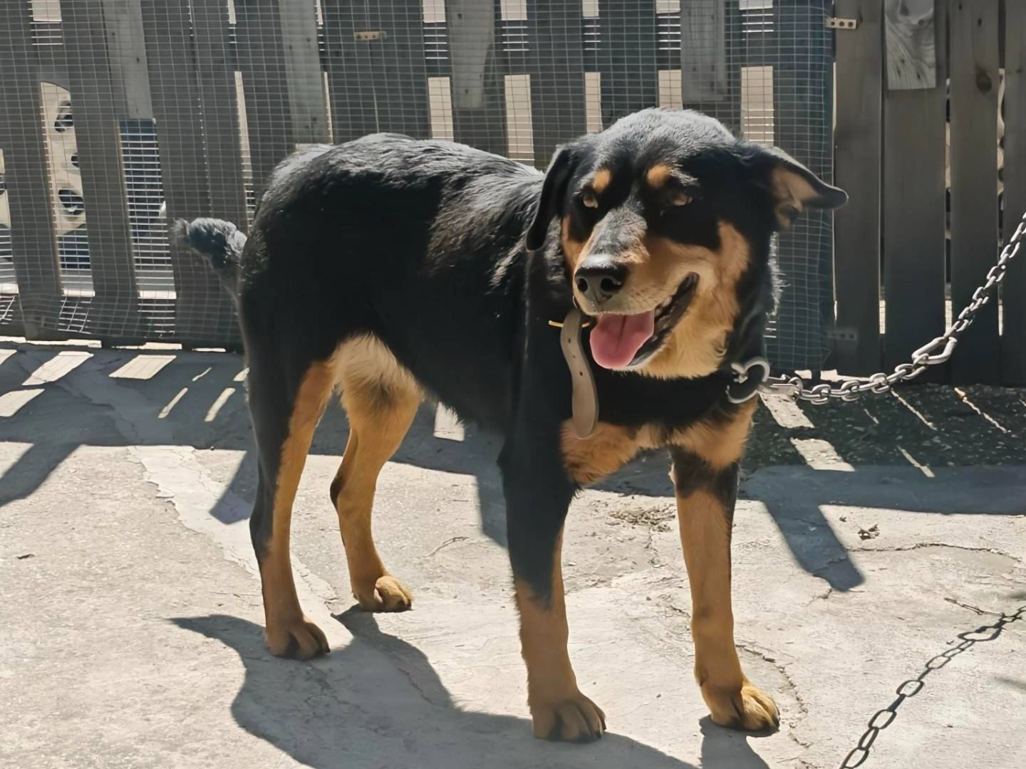 Adotta un cane, taglia media, femmina, Trapani