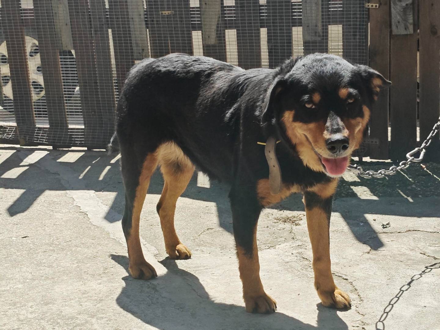 Vuoi adottare un cane a Trapani?